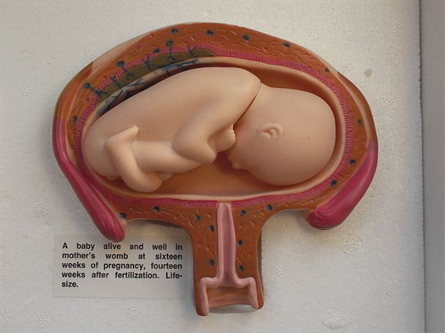 Fetal Model--16 weeks