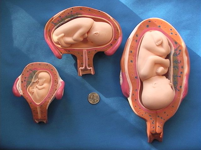 Fetal models 12, 16, and 20 weeks
