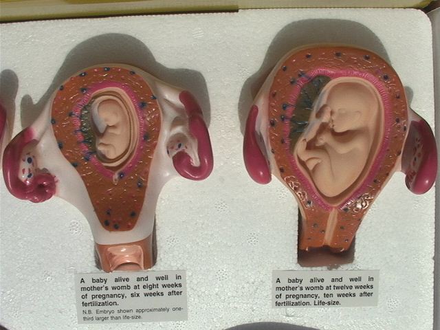 8 week fetus model